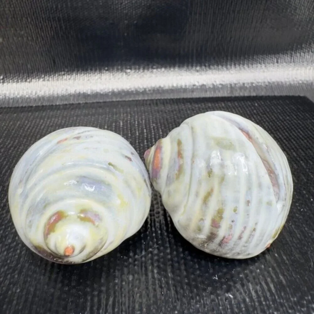 Hand Made Card Holder Stoneware Shell Conch Set 2 Decorative Hand Crafted Figure